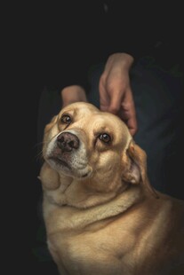 抚摸下的可爱狗狗