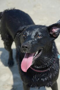 沙滩上吐舌的欢乐黑狗