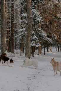 雪地中嬉戏的可爱狗狗们