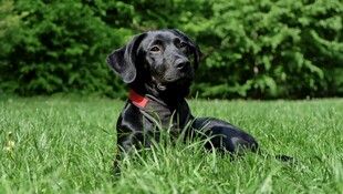 草地上的黑色拉布拉多犬