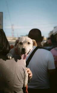 肩头萌犬人与宠物温馨一刻