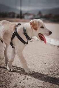 户外漫步的可爱金毛犬