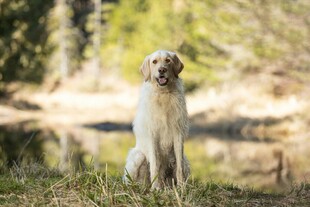 湖畔边的优雅长毛犬