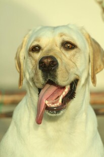 可爱拉布拉多吐舌微笑