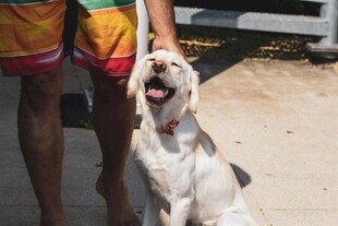 人与白狗相伴的温馨瞬间