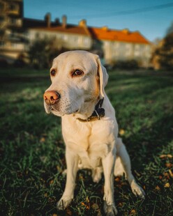 阳光下的可爱拉布拉多犬