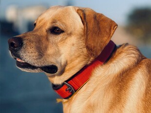 戴红项圈的拉布拉多犬