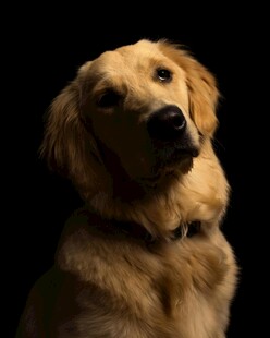 可爱金毛犬特写