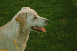 阳光下的金毛犬