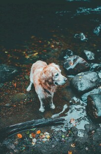 岩石上的可爱小狗