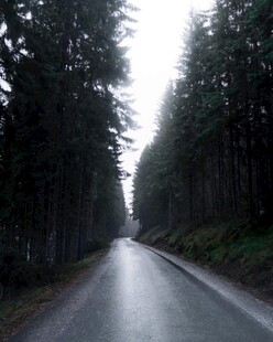 林间湿路静谧自然之景