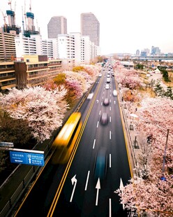 城市樱花路车辆穿行其间