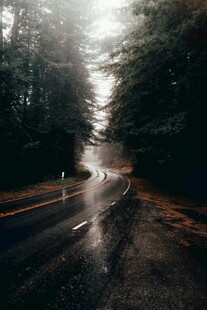 林间雾霭中的蜿蜒湿路