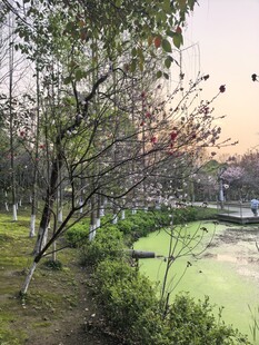 湖畔树林