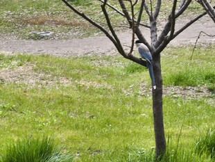 枝头小鸟栖于绿意草地