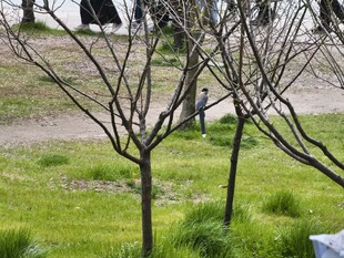 春日草地旁的光秃树木