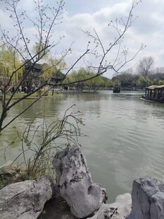 湖畔春景 石树伴绿水