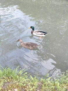 池塘中戏水的两只鸭子