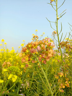 油菜花