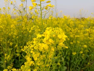 油菜花