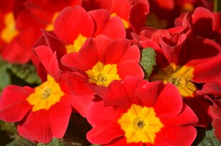 鲜艳红色报春花绽放