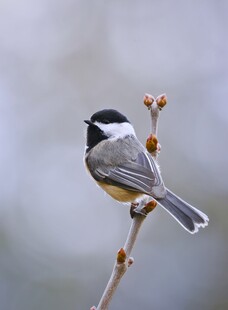 枝头小鸟