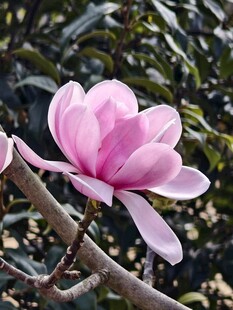玉兰绽放时