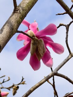 玉兰花