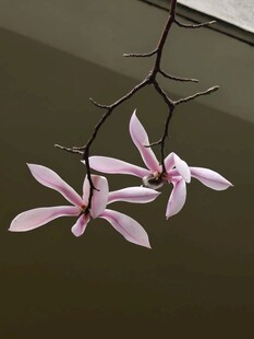 玉兰