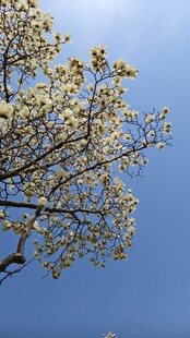 白玉兰