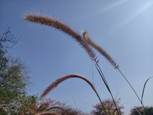 狗尾草