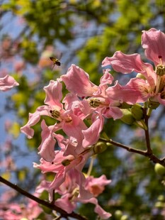 美丽异木棉