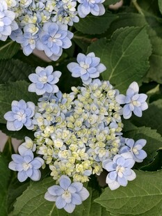 绣球花