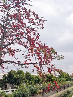 木棉花树