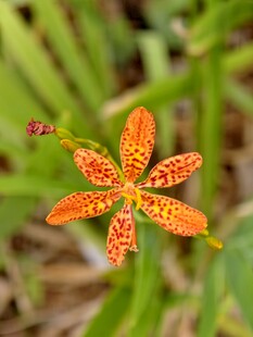 射干草