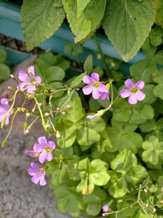 红花醡浆草