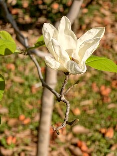 玉兰花