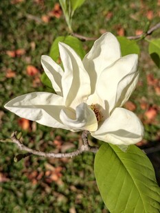 白玉兰