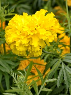 万寿菊