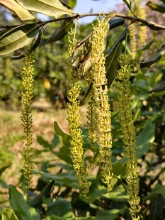 夏威夷果