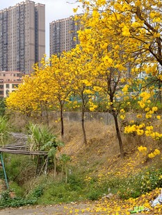 黄花风铃木