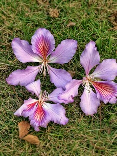 紫荆花