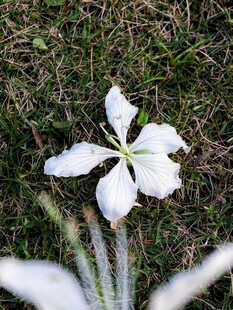 白紫荆花