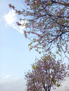 紫荆花