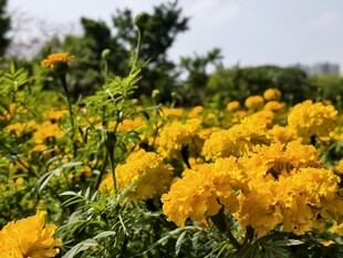 万寿菊
