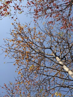 木棉花