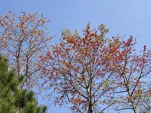 木棉花