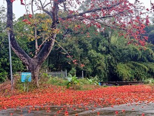 木棉花