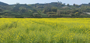 金黄油菜田乡村