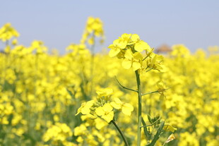 金黄油菜花田